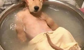 五个月的狗狗多长时间洗澡